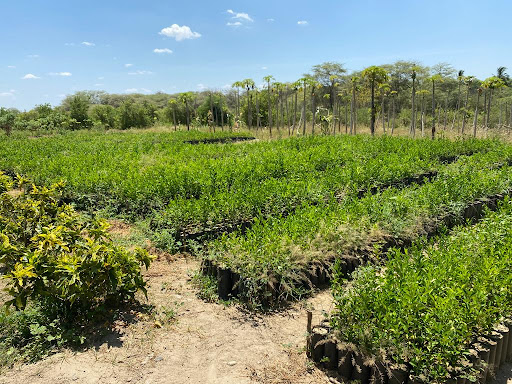 Vivero Frutícola “ La Molina”